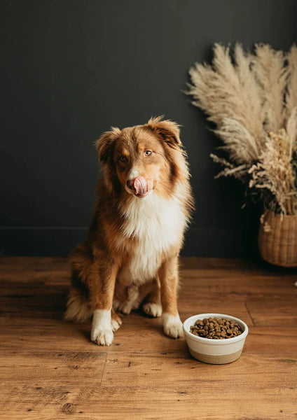 Farmhouse Pottery Farm Medium Dog Bowl