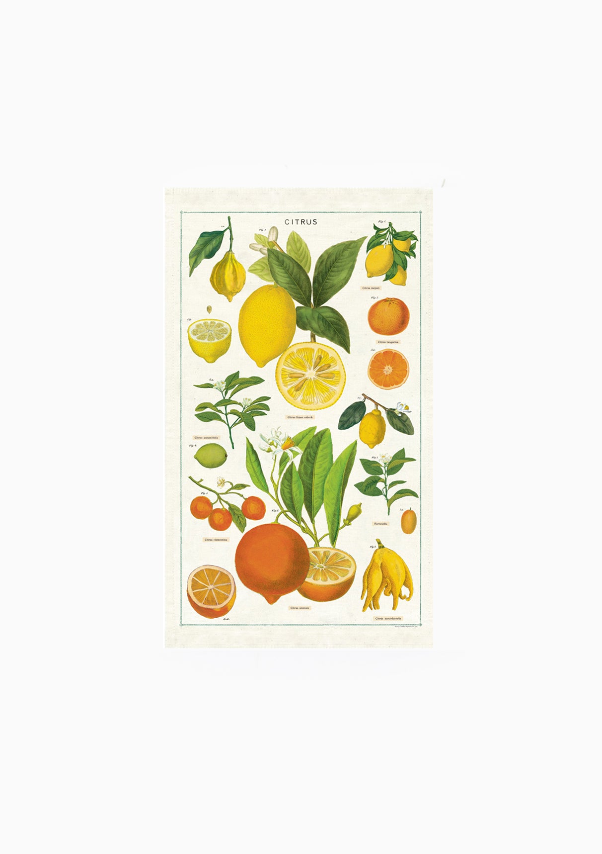 Tea Towel | Citrus