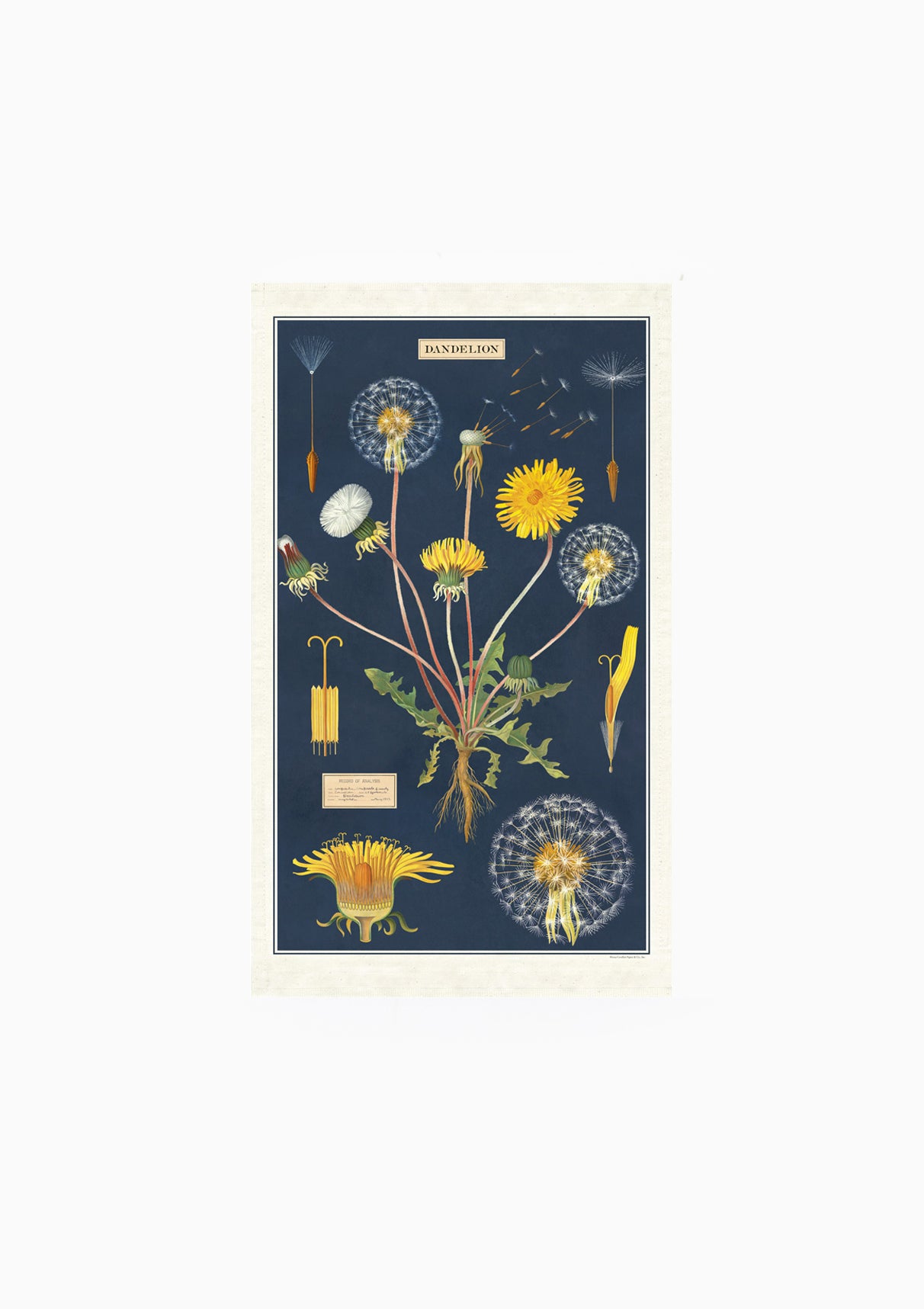 Tea Towel | Dandelion