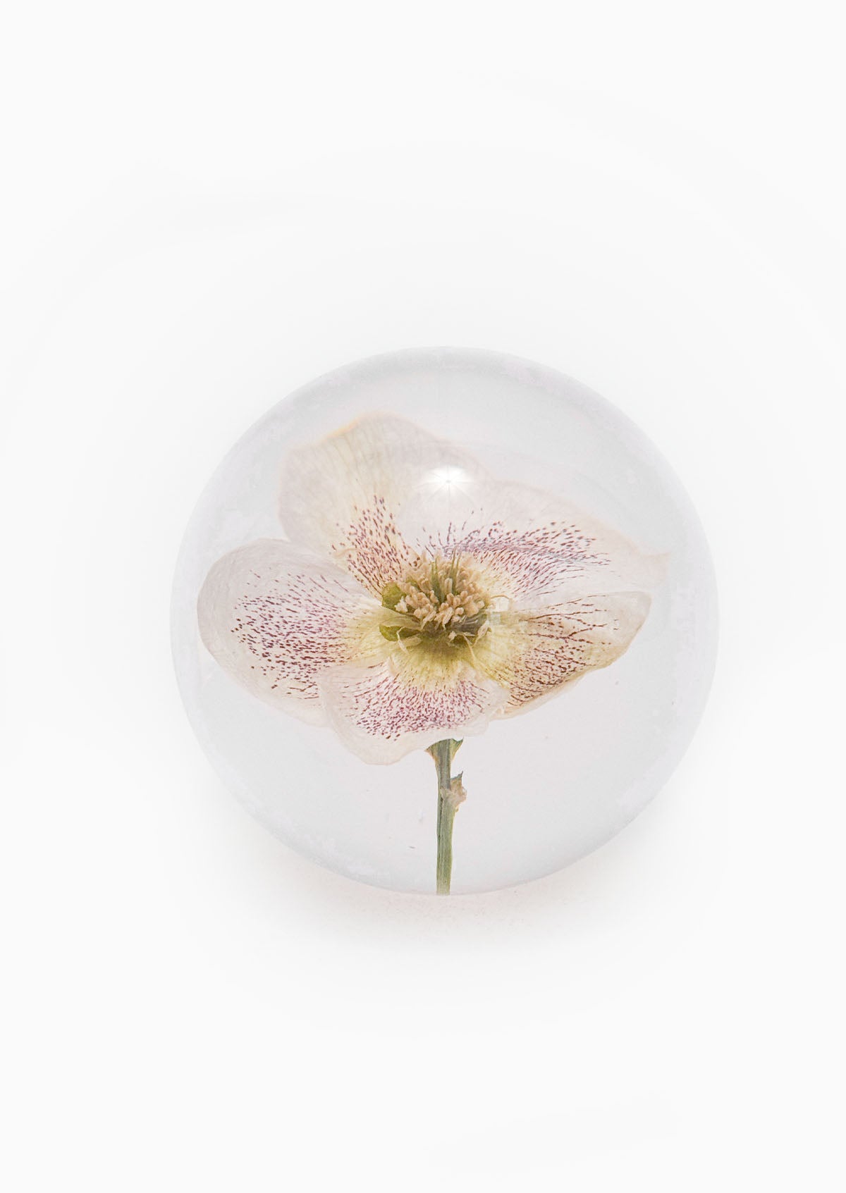 Hellebore Large Paperweight