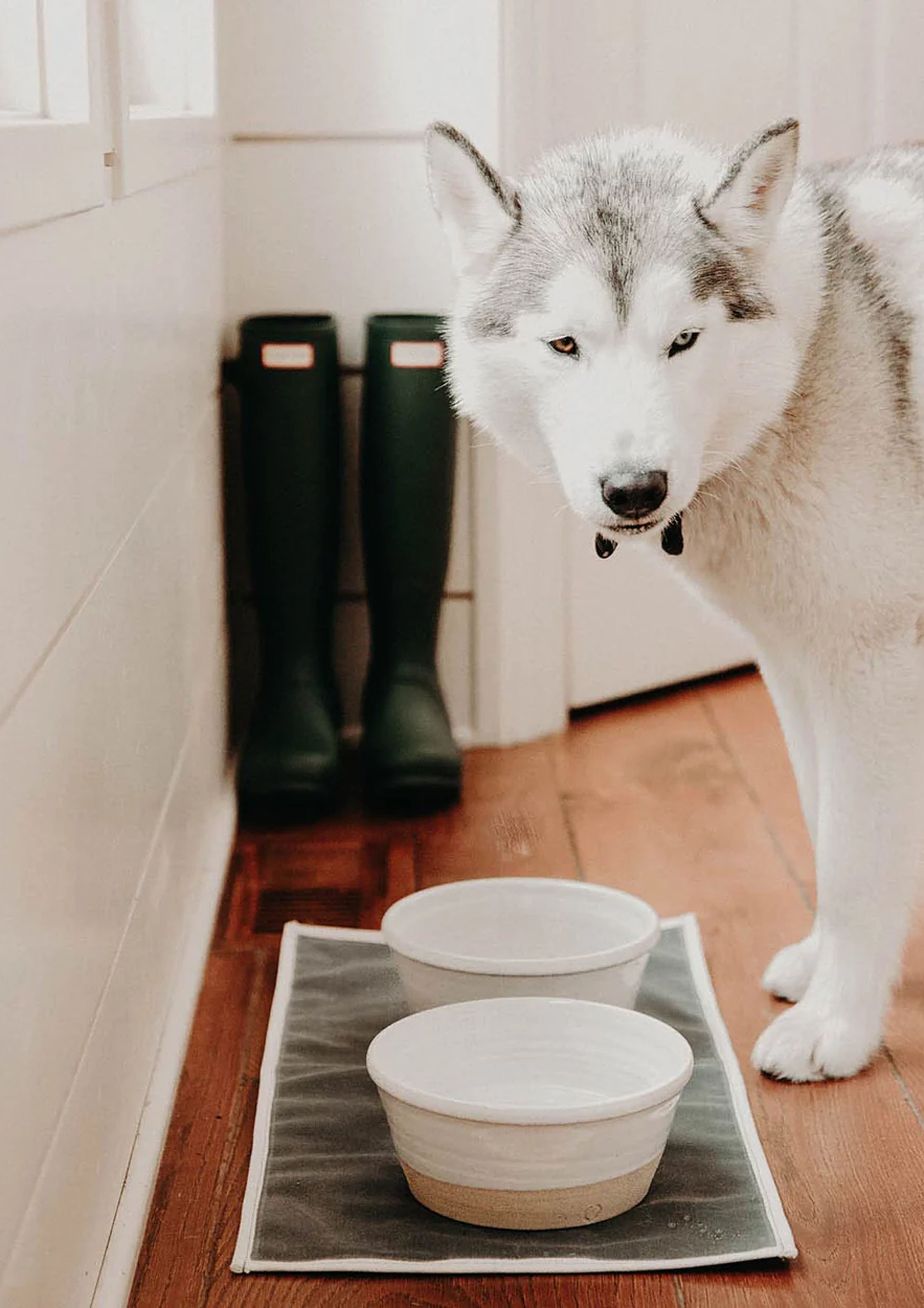 Farm Dog Bowl | Medium