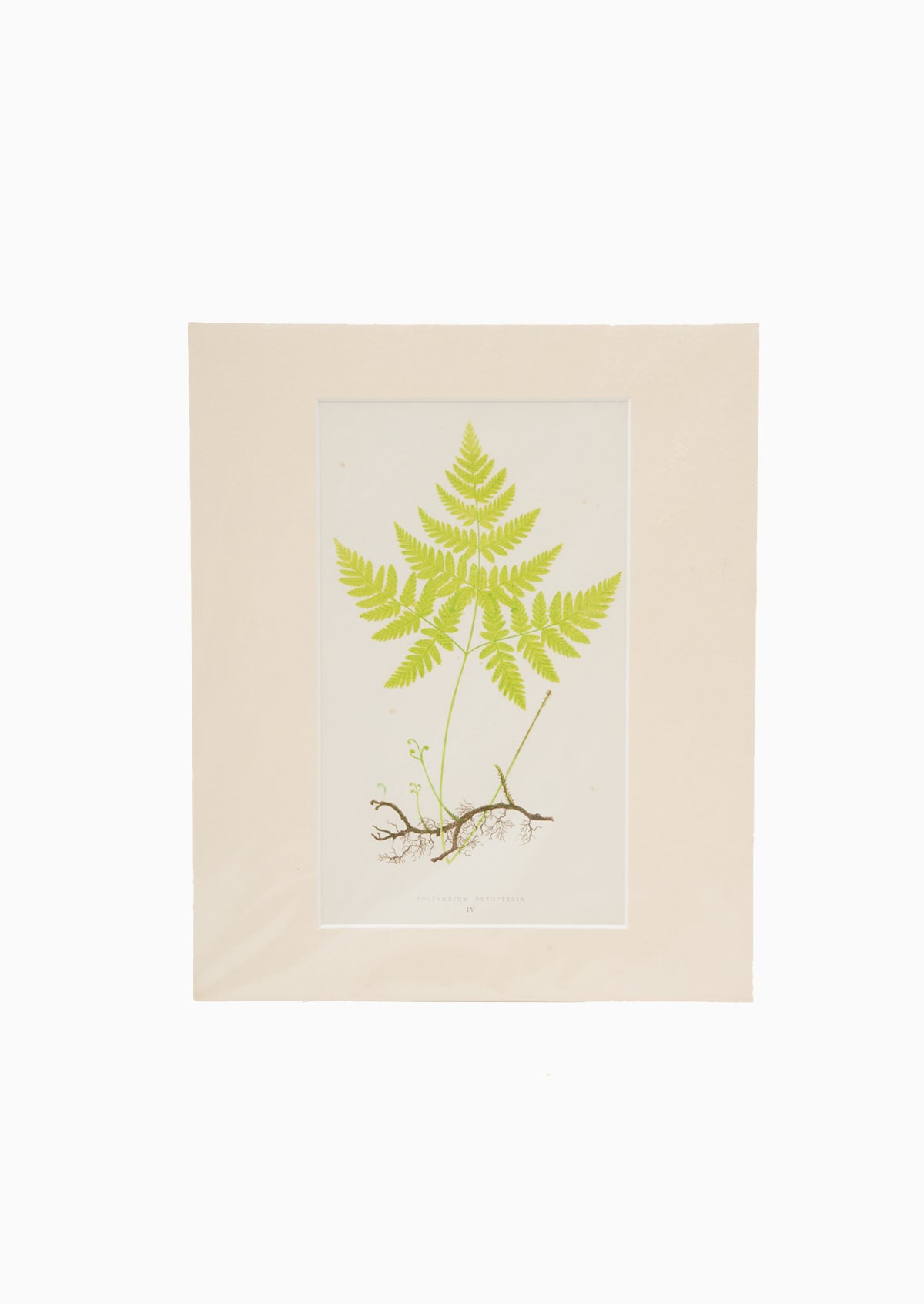 Original 1867 Nature Polypodium Fern Print | 10"x12"